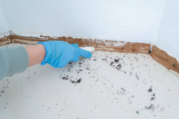Best Local Pest Control Services  in Landisville, PA